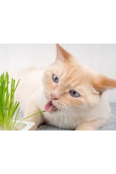 ata tohumculuk 100 Adet Tohum Kedi Çimi Tohumu ürün görseli 1