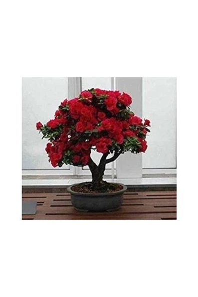 Tohumcumm Bonsai Kırmızı Gül Ağacı Tohumu 5 Adet Tohum + Hediye Tohum ürün görseli 1