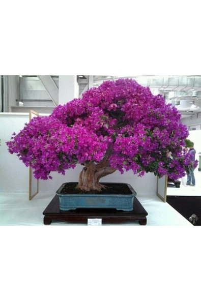 Naturel Tohum Çiçek Tohumu Bonsai Begonvil Tohumu Tropikal Çiçek Tohumları (5 Adet Tohum) 5 ürün görseli 1