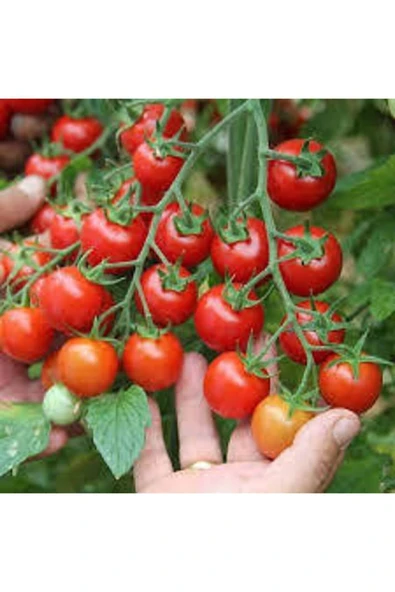 ata tohumculuk Tohum Süper Paket Cherry Domates Ata Tohum 150 Adet ürün görseli 1