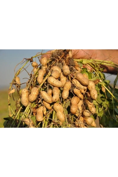 FarmLife Tohum Organik Yediveren Yer Fıstığı Tohumu 10 Adet Yerfıstığı ürün görseli 1