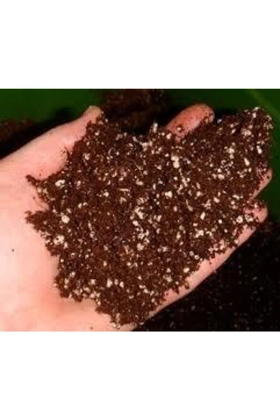 ata tohumculuk Bonsai Ağacı Tohumu Özel Karışım 5 Litre ürün görseli 1