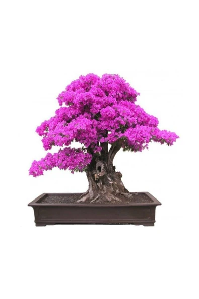 Tohumcumm Bodur Mersin Bonzai Ağacı Tohumu 5 Adet Bonsai Ağacı Tohumu ürün görseli 1
