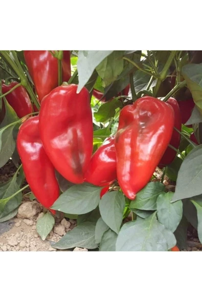 Tohumcumm Kırmızı Yağlık Biber Tohumu Kırmızı Yağlık Kapya Biber Tohumu 25 Adet Tohum ürün görseli 1