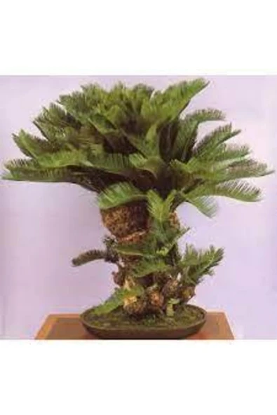 ata tohumculuk 3 Adet Tohum Bodur Bonsai Palmiye Ağacı Bonsai Tohum Ata Tohum Sürpriz Hediye Tohum ürün görseli 1