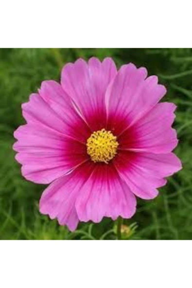 Tohumcumm 10 Adet Tohum Kosmos Çiçeği Tohumu Cosmos Çiçek Tohumu + Saksı Toprak ürün görseli 1