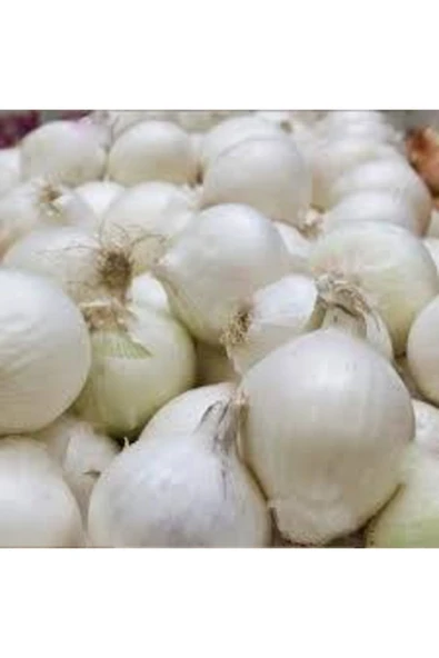 ata tohumculuk Beyaz Kışlık Kuru Soğan Tohumu 20 Adet ürün görseli 1