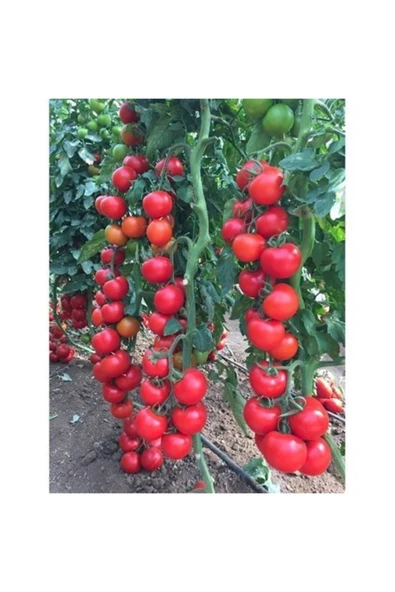 Tohumcumm Sırık Domates Tohumu Domates Tohumu 15 Adet Tohum ürün görseli 1