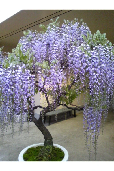 Tohumcumm Bodur Bonsai Jakaranda Ağacı Tohumu 5 Adet Tohum ürün görseli 1