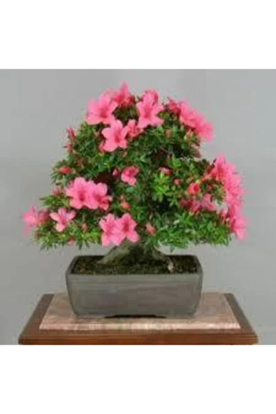 ata tohumculuk 2 Adet Tohum Orkide Bonsai Ağacı Tohum Bodur Bonsai Orkide Ağacı Tohum Saksı Toprak ürün görseli 1