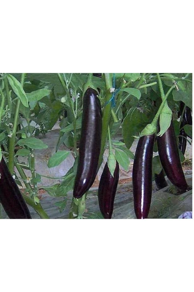 Tohumcumm Kemer Patlıcanı Tohumu Kemer Patlıcan Tohumu 25 Tohum + Saksı Toprak ürün görseli 1