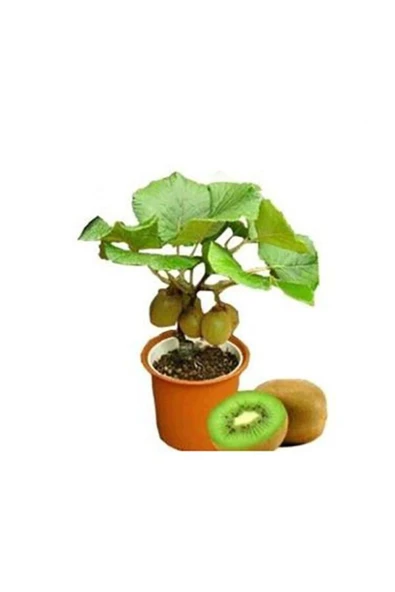 Tohumcumm Bodur Bonsai Kivi Ağacı Tohumu Yeşil Tatlı Kivi Ağacı Tohumu 5 Adet Tohum ürün görseli 1
