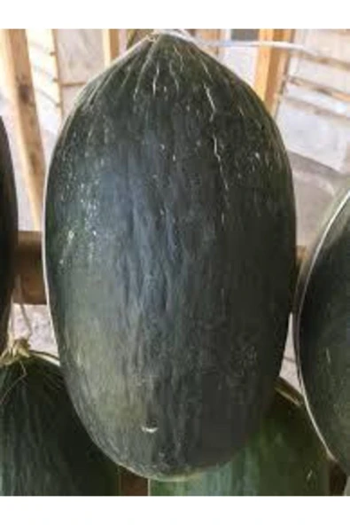 Tohumcumm Hasanbey Siyah Kışlık Kavun Tohumu 15 Tohum ürün görseli 1