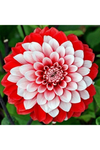 Tohumcumm Karışık Yıldız Çiçeği Tohumu Dahlia Çiçeği Tohumu 10 Adet Tohum ürün görseli 1