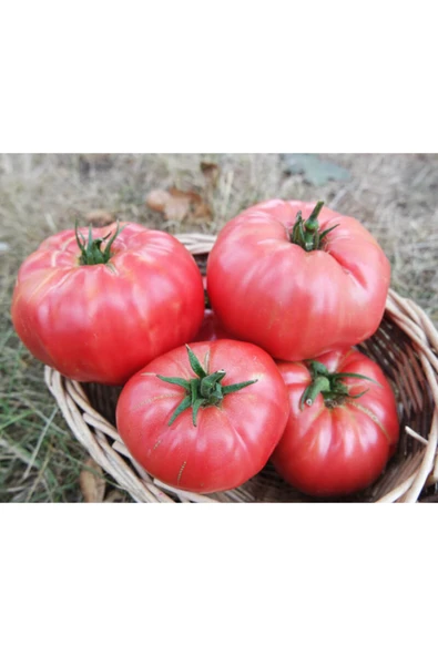 Tohumcumm Pembe Domates Tohumu 15 Tohum + Saksı + Toprak ürün görseli 1