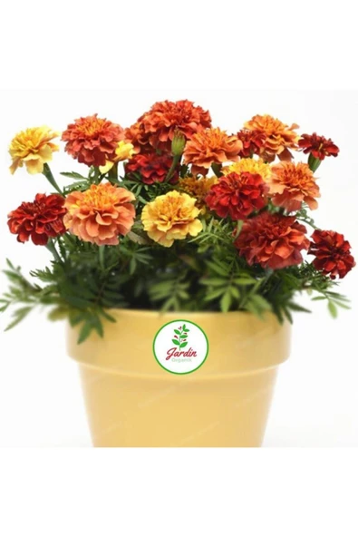 OXE GARDEN Kadife Çiçeği Tohumu 10 Adet ürün görseli 1