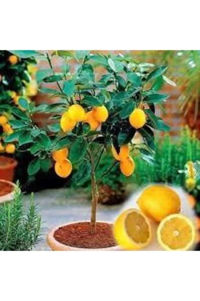ata tohumculuk 5 Adet Tohum Bodur Bonsai Limon Ağacı Tohumu Italyan Limon Seti Saksı Toprak Sürpriz Hediye Tohum ürün görseli 1