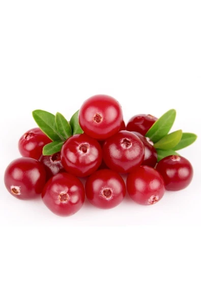 Tohumcumm Cranberry Tohumu Turna Yemişi Tohumu 5 Adet Tohum ürün görseli 1