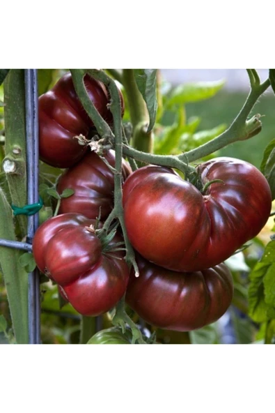 Tohumcumm Çikolata Domates Tohumu 10 Adet ürün görseli 1