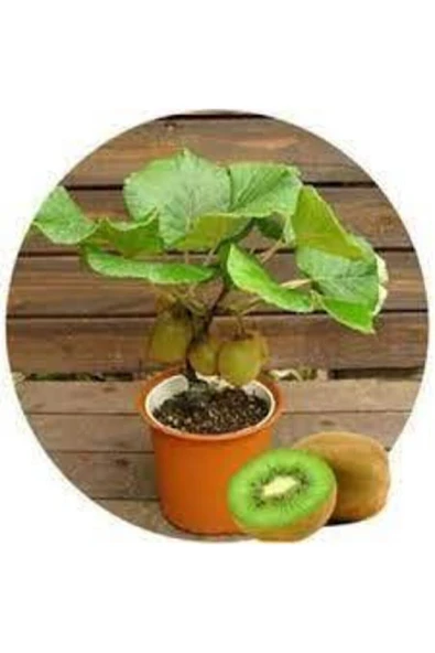 ata tohumculuk 5 Adet Tohum Bodur Kivi Bonsai Ağacı Tohumu Süpriz Hediye Bonsai Ağacı Tohumlu ürün görseli 1