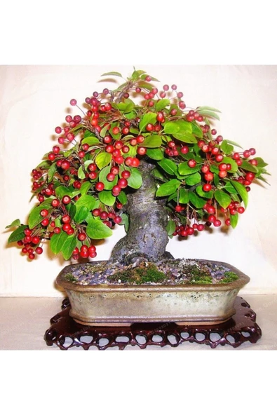 Tohumcumm Bodur Bonsai Kiraz Ağacı Tohumu 5 Tohum ürün görseli 1