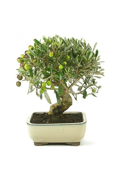 Tohumcumm Bodur Bonsai Zeytin Ağacı Tohumu 3 Adet Tohum ürün görseli 1