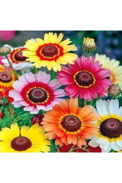 Tohumcumm 10 Adet Tohum Kraliçe Papatya Çiçeği Tohumu + Saksı Toprak ürün görseli 1