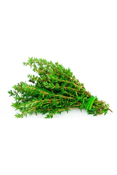Tohumcumm Kekik Tohumu Aromatik Dağ Kekiği Tohumu 20 Adet Tohum ürün görseli 1