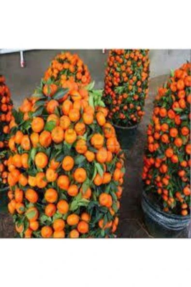 Tohumcumm 5 Adet Tohum Bodur Bonsai Mandalina Bonsai Ağacı Tohum Sürpriz Hediye Bonsai Ağacı Tohum ürün görseli 1