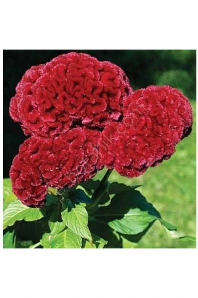 Tohumcumm Horoz Ibiği Çiçeği Tohumu Çiçek Tohumu 10 Adet Tohum ürün görseli 1