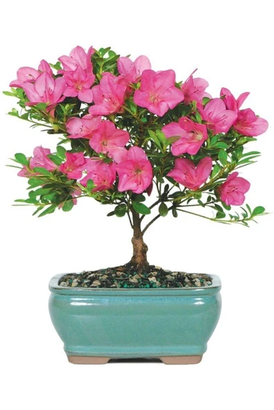Tohumcumm Bodur Bonsai Orkide Ağacı Tohumu 5 Adet Tohum ürün görseli 1