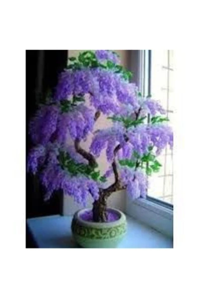 Tohumcumm 5 Adet Tohum Bodur Jakaranda Bonsai Ağacı Tohumu ürün görseli 1