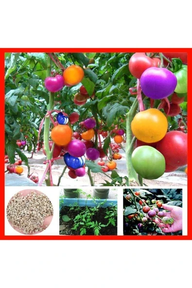 Tohumcumm Gökkuşağı Cherry Domates Tohumu Regarenk Domates Tohumu 10 Adet Tohum ürün görseli 1