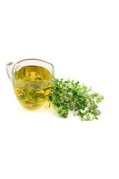 Tohumcumm Aromatik Dağ Kekiği Tohumu Kekik Tohumu 20 Adet Tohum ürün görseli 1