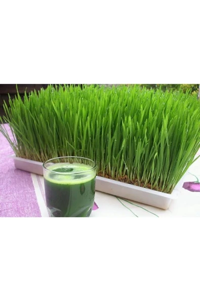 FarmLife Tohum Buğday Çimi - Kedi Çimi Tohumu Sadece Tohum (50GR) ürün görseli 1