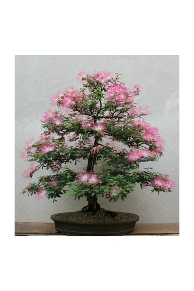 Tohumcumm Gülibrişim Bonzai Ağacı Tohumu 5 Adet Bonsai Ağacı Tohumu ürün görseli 1