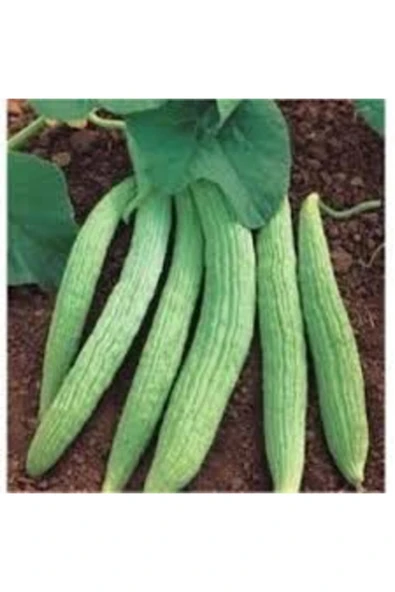 Tohumcumm 30 Adet Organik Acur Tohumu ürün görseli 1