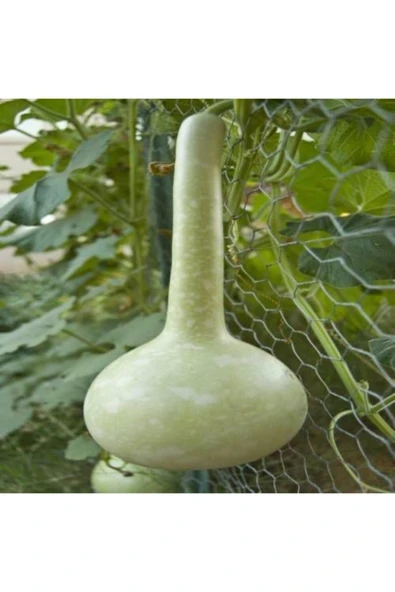 Tohumcumm 4 Adet Tohum Nadir Süs Su Kabağı Tohumu Kabak Tohumu ürün görseli 1