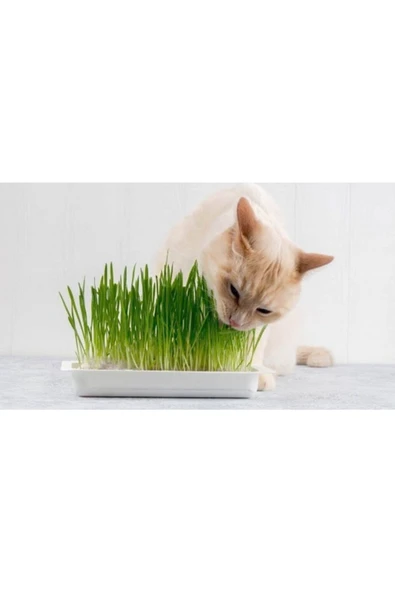 Tohumcumm Kedi Çimi Tohumu 100 Gram Tohum Çim Tohumu + Saksı Toprak ürün görseli 1