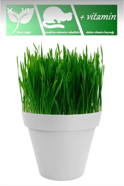 Tohumcumm Tüy Yumağı Önleyici %100 Doğal Kedi Çimi Tohumu (tohum,toprak,saksı) ürün görseli 1