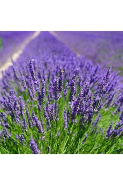 Aromatik Lavanta Fidanı Fidesi 10-20 Cm ürün görseli 1