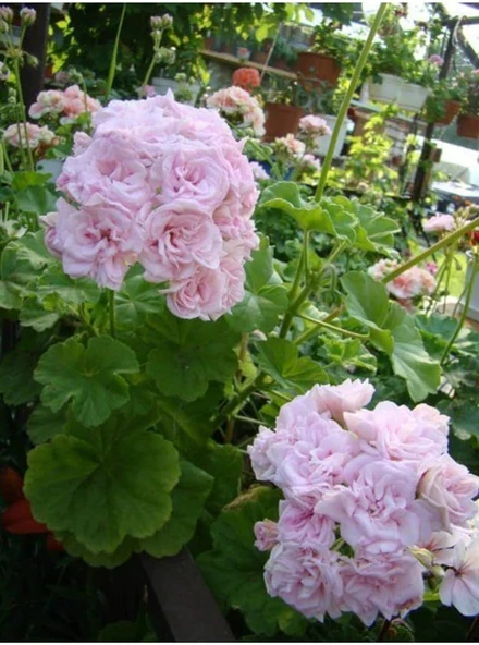 Lila Sardunya Çiçeği Potted Lilac Geranium Flower 10-20 Cm ürün görseli 1