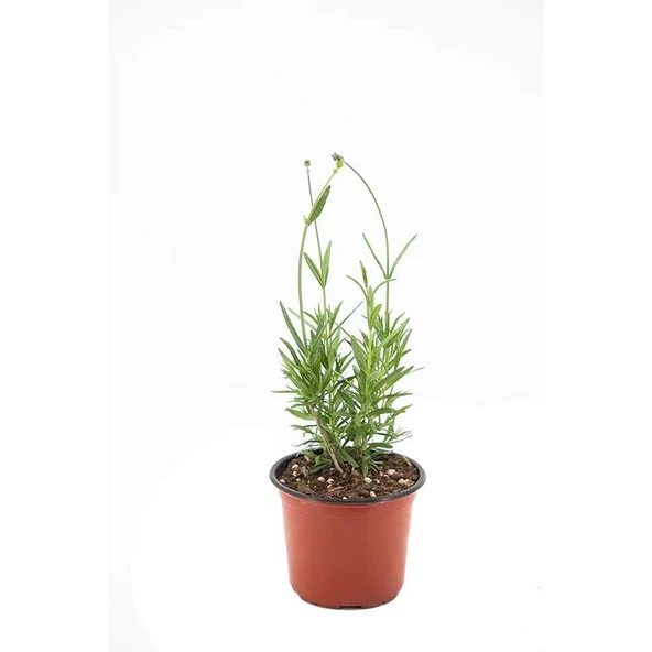 Yoğun Kokulu Saksıda Lavanta Fidanı 10-20 cm ürün görseli 1