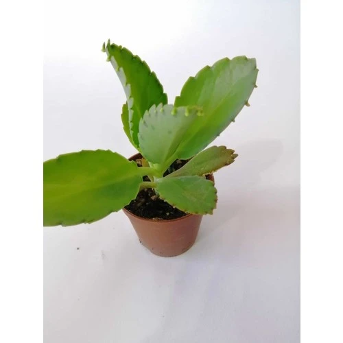 Aşkın Gözyaşı Çiçeği Fidanı 10-20 cm ürün görseli 1