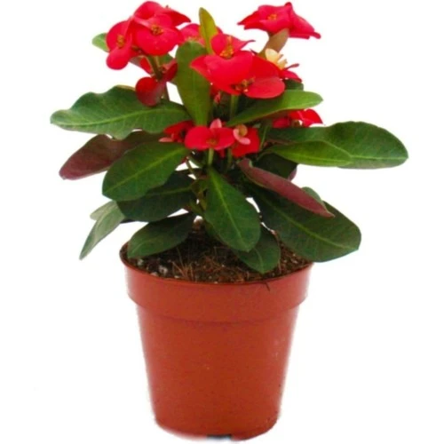 Milli Dikenler Tacı Kırmızı Renk Euphorbia Milli 10-20 cm ürün görseli 1