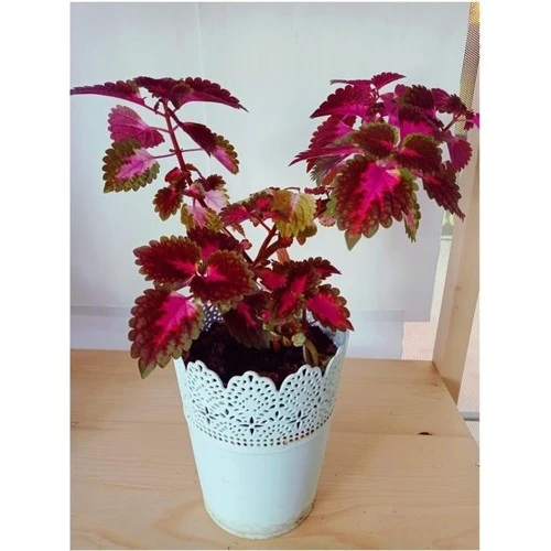 Coleus Yaprak Güzeli Bitkisi Kolyos 10-20 cm ürün görseli 1