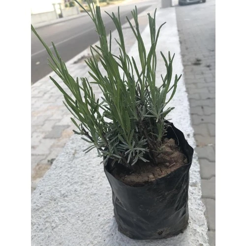 Lavanta Fidanı Kabristan Mezarlık Için 15-25 cm 5 Adet ürün görseli 1