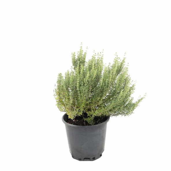Saksılı Kekik Fidanı 10-20 Cm Potted Thyme Sapling ürün görseli 1