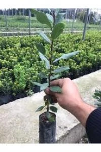 Laurus Nobilis Defne Fidanı Saksılı 10-20 cm ürün görseli 1