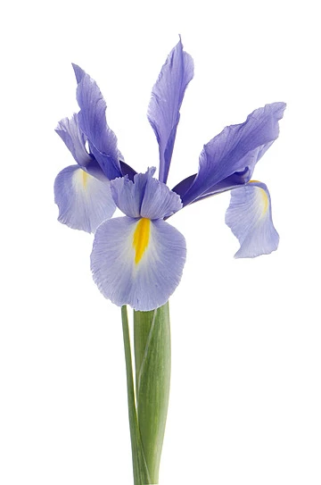 Süsen Çiçeği Zambak Iris Mor 15-30 Cm ürün görseli 1